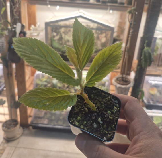 B. ulmifolia